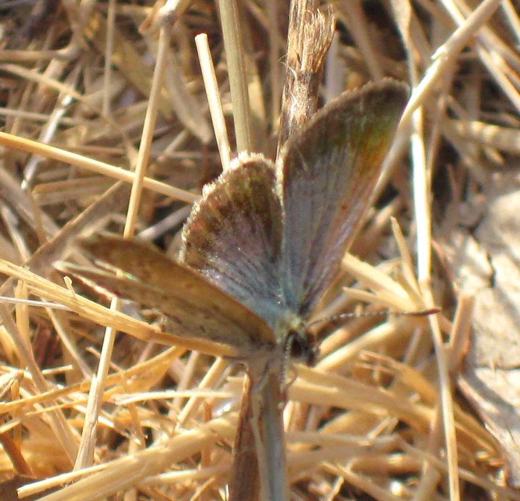 Zizeeria knysna Zizeeria knysna